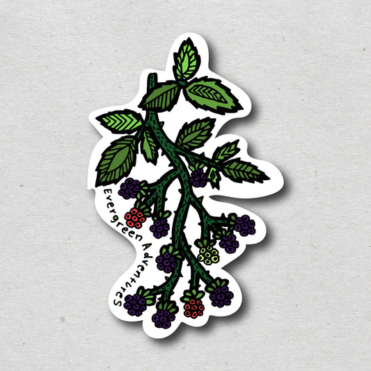 Blackberries Sticker/Magnet